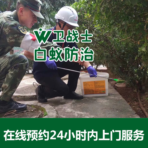 家里有白蚁了怎么办？